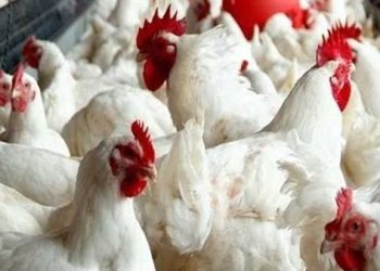 ارتفاع أسعار الدواجن والبيض اليوم الثلاثاء