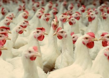 ارتفاع أسعار الدواجن والبيض اليوم الاربعاء