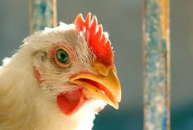 ارتفاع أسعار الدواجن والبيض اليوم الأحد