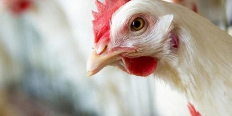ارتفاع أسعار الدواجن والبيض اليوم الخميس