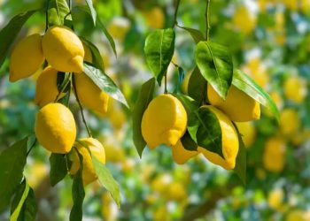 وزير الزراعة يعلن فتح السوق السلفادوري أمام صادرات “الليمون المصري”