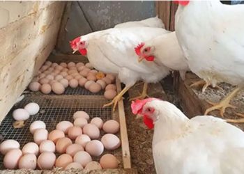 أسعار الدواجن في الأسواق اليوم الأحد