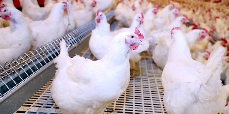 سعر الدواجن اليوم الإثنين في الأسواق