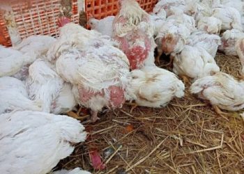 سعر الدواجن اليوم الثلاثاء في الأسواق