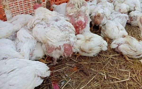 سعر الدواجن اليوم الثلاثاء في الأسواق