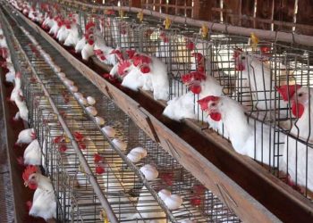 سعر الدواجن اليوم الأربعاء في الأسواق