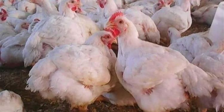 ارتفاع أسعار الدواجن والبيض اليوم الاربعاء