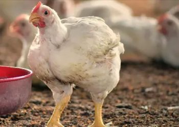 أسعار الدواجن في الأسواق اليوم السبت