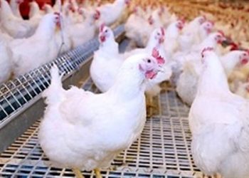 سعر الدواجن اليوم السبت في الأسواق