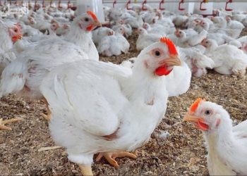 سعر الدواجن اليوم الجمعة في الأسواق