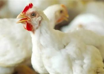 أسعار الدواجن في الأسواق اليوم الثلاثاء