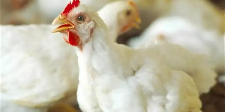 أسعار الدواجن في الأسواق اليوم الثلاثاء