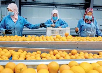 وزير الزراعة يُعلن فتح السوق البنمي أمام 4 منتجات زراعية مصرية