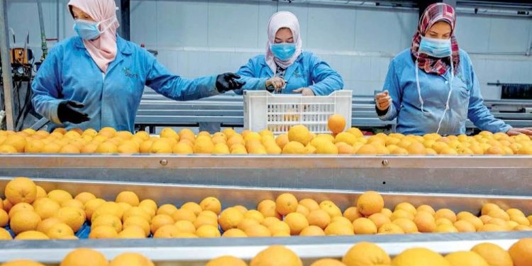 وزير الزراعة يُعلن فتح السوق البنمي أمام 4 منتجات زراعية مصرية