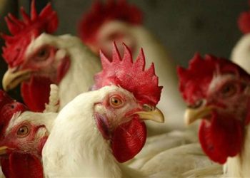 سعر الدواجن اليوم الخميس في الأسواق