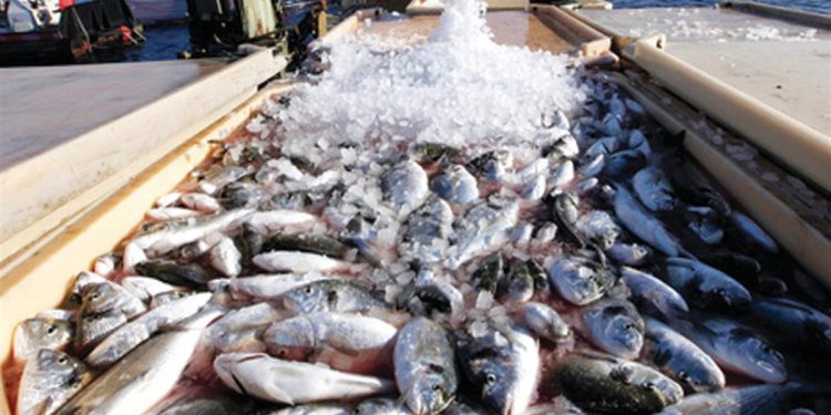 إنتاج ٧١ طنًا من الأسماك بمزرعتي المنزلة وبرسيق السمكية ضمن خطة الجهاز لتعزيز الإنتاج