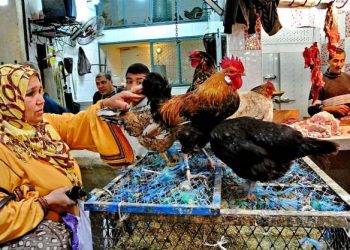 سعر الدواجن اليوم الأربعاء في الأسواق