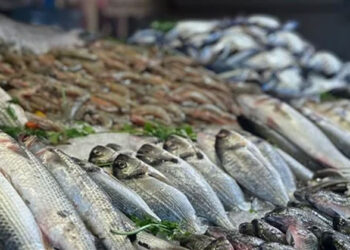 غرفة بورسعيد التجارية: أسعار الأسماك انخفضت من 50 إلى 70% بعد المقاطعة