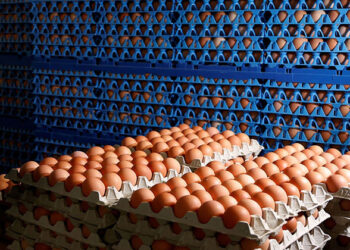 وزارة الزراعة تطلق 10 منافذ متحركة لبيع كرتونة بيض المائدة بـ140 جنيها