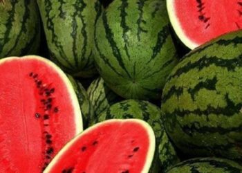 انتشار بطيخ مسرطن بمختلف الأسواق على مستوى الجمهورية