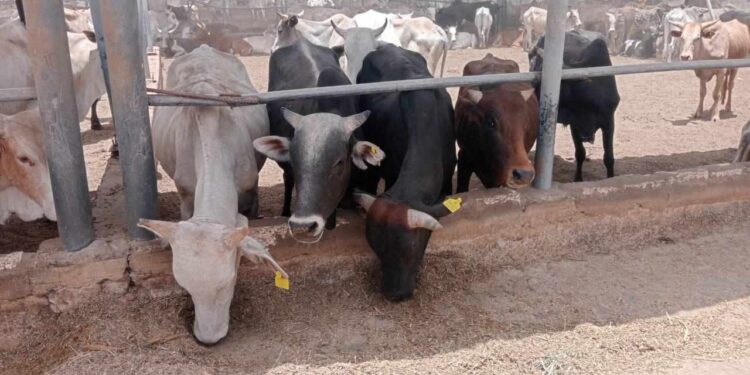 وزارة التموين تعلن التعاقد على 20 ألف رأس ماشية لطرحها فى عيد الأضحى