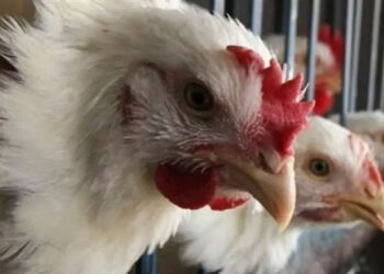 أسعار الدواجن والبيض في مصر اليوم الجمعة