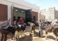 “التناسليات الحيوانية” ينظم قافلة بيطرية مجانية بكفر الشيخ
