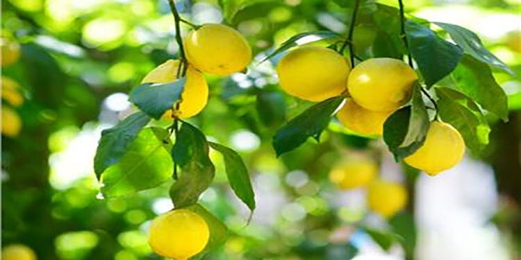 منظمة الأغذية والزراعة تعلن مصر الثانية عربيًا في إنتاج الليمون