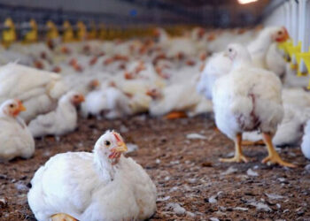 أسعار الدواجن والبيض في مصر اليوم الجمعة