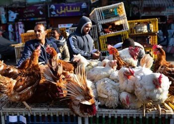 أسعار الدواجن والبيض في مصر اليوم السبت