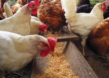 أسعار الدواجن والبيض في مصر اليوم الإثنين