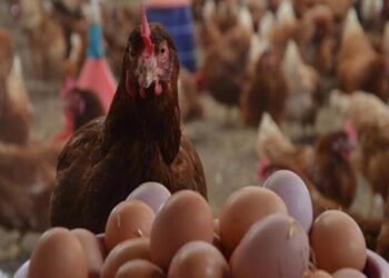 أسعار الدواجن والبيض في مصر اليوم الأحد