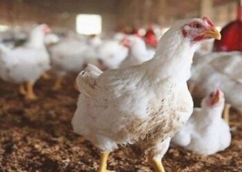 أسعار الدواجن والبيض في مصر اليوم الأربعاء