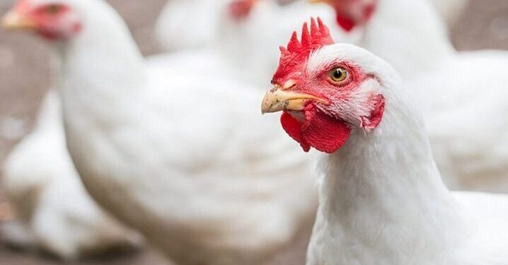 أسعار الدواجن والبيض في مصر اليوم السبت