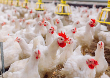 أسعار الدواجن والبيض في مصر اليوم الأحد