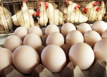 أسعار الدواجن والبيض في مصر اليوم السبت