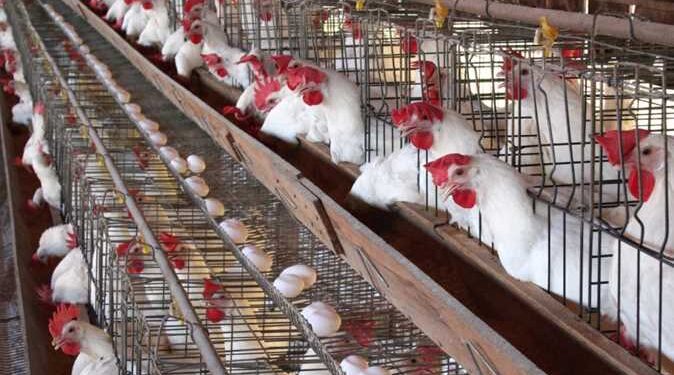 أسعار الدواجن والبيض في مصر اليوم السبت