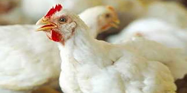 أسعار الدواجن والبيض في مصر اليوم الجمعة