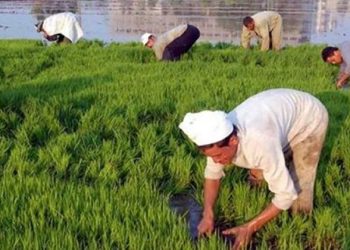 مجلس الشباب المصري يؤكد دور الفلاحين في تحقيق الأمن الغذائي وبناء “الجمهورية الجديدة”