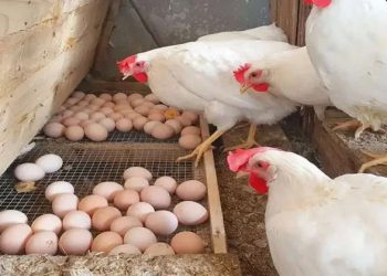 أسعار الدواجن والبيض في مصر اليوم الثلاثاء
