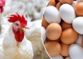 أسعار الدواجن والبيض في الأسواق اليوم الإثنين