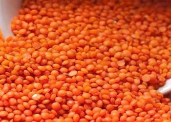 التموين تعلن طرح العدس على بطاقة التموين ضمن السلع المدعمة