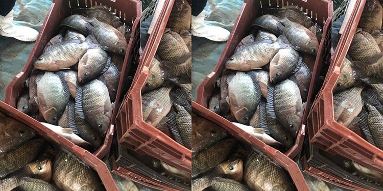 أسعار الأسماك والجمبري في سوق العبور اليوم الجمعة