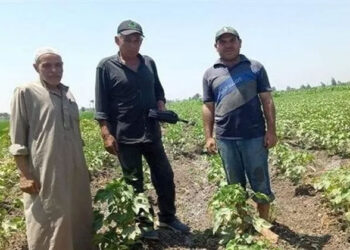 “الزراعة” تصدر نشرة توصيات لتعامل المزارعين مع التقلبات المناخية هذه الفترة