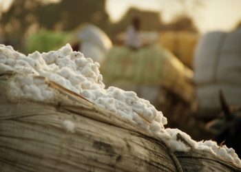 الحكومة تُدبّر التمويل اللازم لشراء الأقطان المصرية