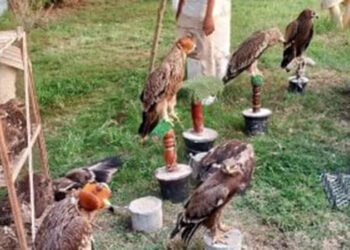 البيئة تنجح في إنقاذ 20 حيواناً مهدداً بالانقراض بالتعاون مع شرطة البيئة والمسطحات