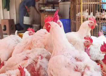 أسعار الدواجن والبيض في الأسواق اليوم الثلاثاء