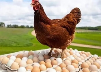 أسعار الدواجن والبيض في الأسواق اليوم الأربعاء