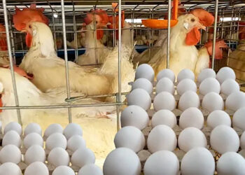أسعار الدواجن والبيض في الأسواق اليوم الإثنين