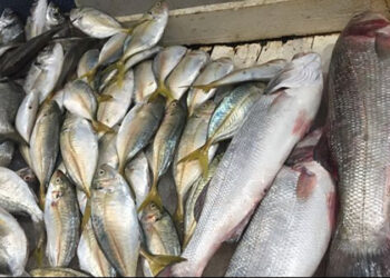 أسعار الأسماك في سوق العبور اليوم الأربعاء